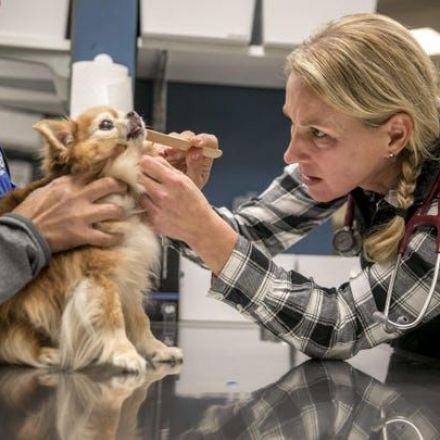 Dog days of the pandemic create a thriving economy for man's best friend