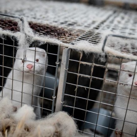 Panic mounts after 40,000 minks were illegally released from Ohio farm