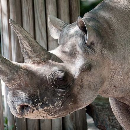 Synthetic rhino horns are being created to flood markets and eradicate poaching