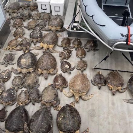 Thousands of turtles have been rescued from freezing waters in Texas