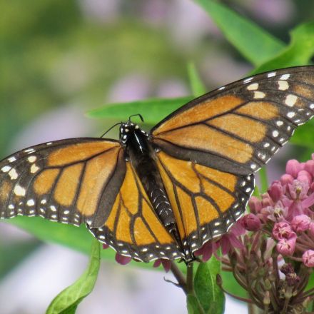 Monarchs’ white spots aid migration