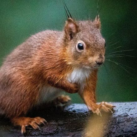 Red squirrels number on the rise in Scotland, survey finds