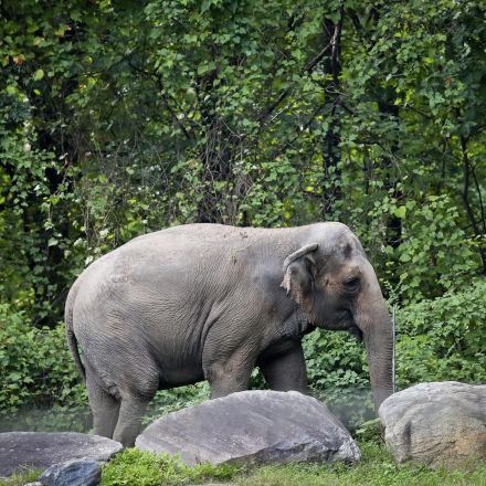 Happy is an Asian elephant. But is she also a person?