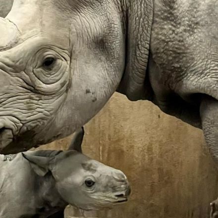 Critically endangered rhinoceros gives birth to calf at Kansas City Zoo on New Year's Eve
