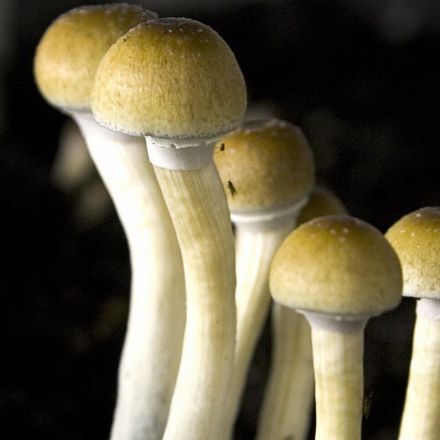 Magic mushroom compound psilocybin found safe for consumption in largest ever controlled study