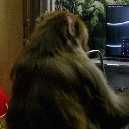 Elon Musk Shows Off Monkey That Can Type With Brain Implant Instead of Typewriter