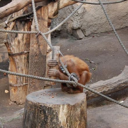 Researchers show that orangutans do not need to be taught how to use a hammer