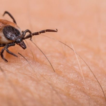 First ever gene-edited ticks offer new weapons against Lyme disease