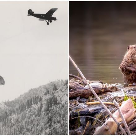Why NASA Is Watching Where Idaho’s Parachuting Beavers Landed