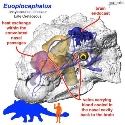 Dinosaurs' noses may have air-conditioned their brains