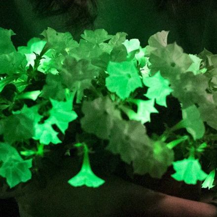 Glow way! Bioluminescent houseplant hits US market for first time