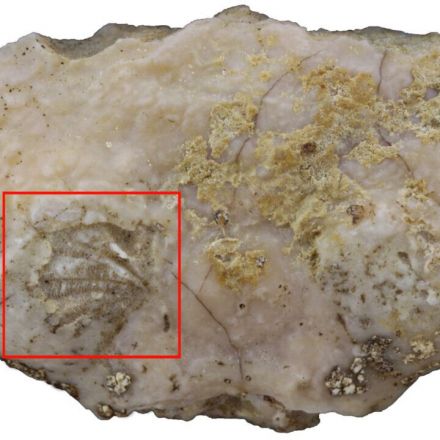 Paleontologist discovers rare soft tissue in fossil of crab