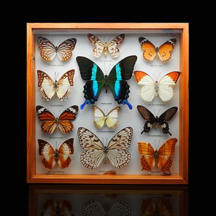 The Hidden Butterfly Trade