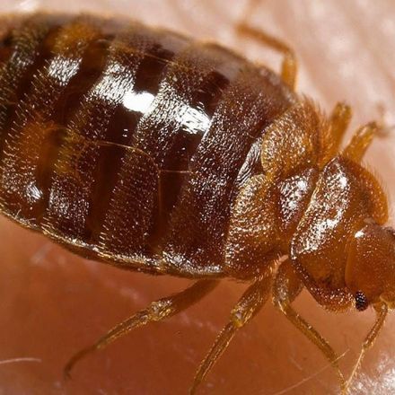 A man blew up his apartment while trying to kill a single cockroach with way too much insecticide, police say