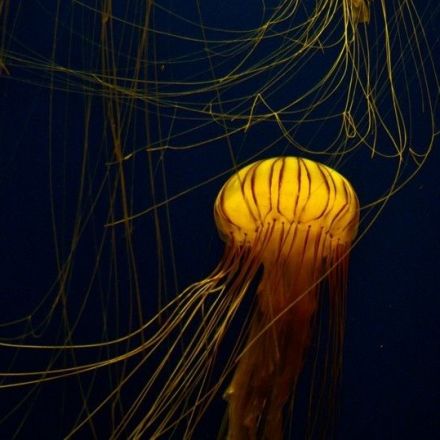Imagining the Jellyfish Apocalypse