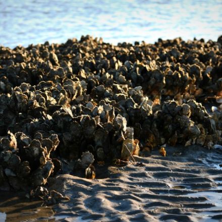 Can Interactive Mapping Tools Guide Shellfish Restoration?