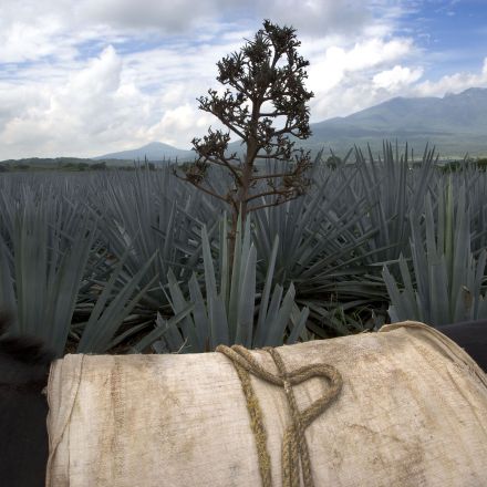 What’s the Real Cost of Mezcal?