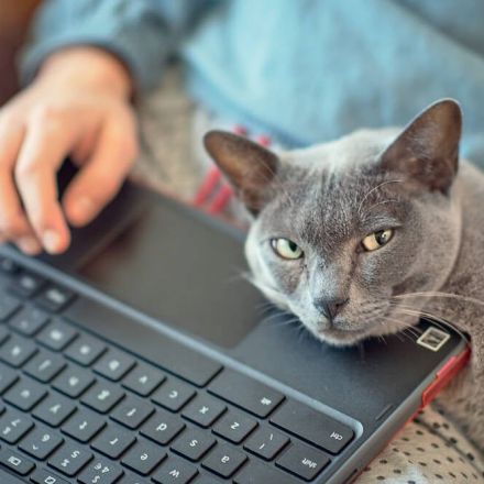 VA hospital's IT snafu blamed on cat's keyboard surfing