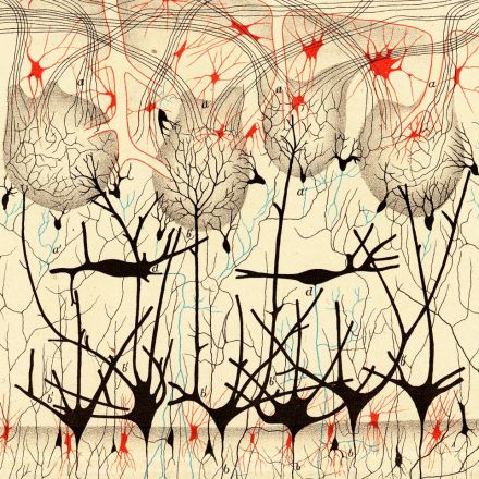 Early Illustrations of the Nervous System by Camillo Golgi and Santiago Ramón y Cajal