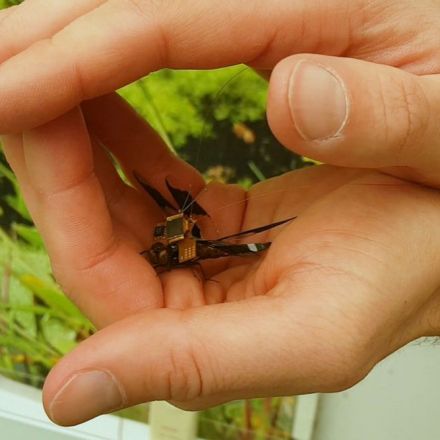 Video shows maiden flight of cyborg dragonfly
