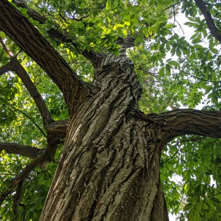 The Great American Chestnut Tree Revival