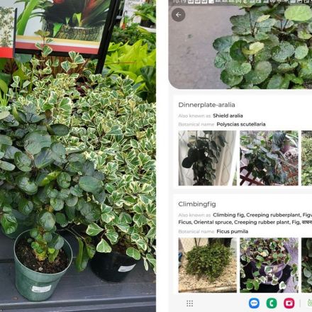 Best plant identification apps for mobile in 2023