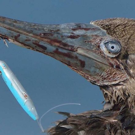 Where to report birds tangled in plastic rubbish