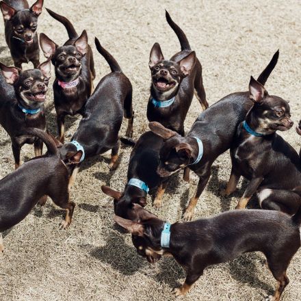 Inside the Very Big, Very Controversial Business of Dog Cloning