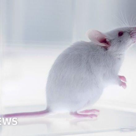 Breakthrough as eggs made from male mice cells