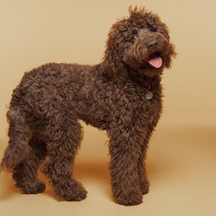 Man who created labradoodle breed describes it as his 'life’s regret'