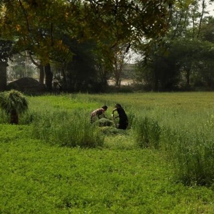 Burdened by debt and unable to eke out a living, many farmers in India turn to suicide