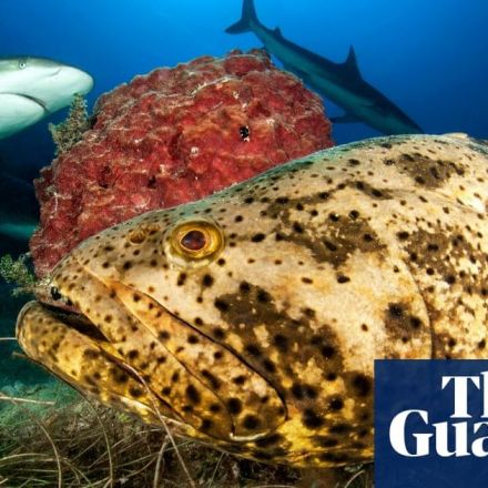 Cuba drastically reforms fishing laws to protect coral reef, sharks and rays