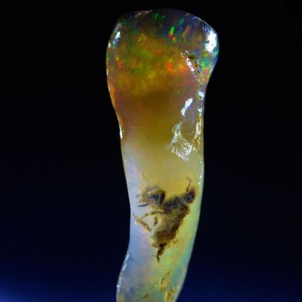 Strange fossil may be rare insect preserved in gemstone