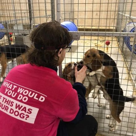 Activists Face 10 Years In Prison After Rescuing 18 Beagle Puppies From Animal Testing Facility