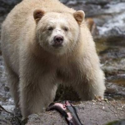 Environmentalists say B.C. falling behind on pledge to protect Great Bear Rainforest