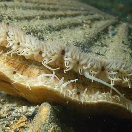 The Scallop Sees With Space-Age Eyes — Hundreds of Them