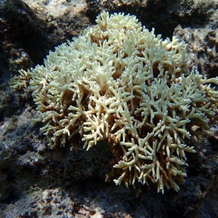 49% of Japan's largest coral reef has bleached: Environment Ministry