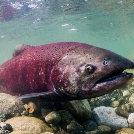 81 dangerous substances found in salmon caught in Seattle