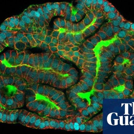 Scientists grow ‘mini-organs’ from cells shed by foetuses in womb