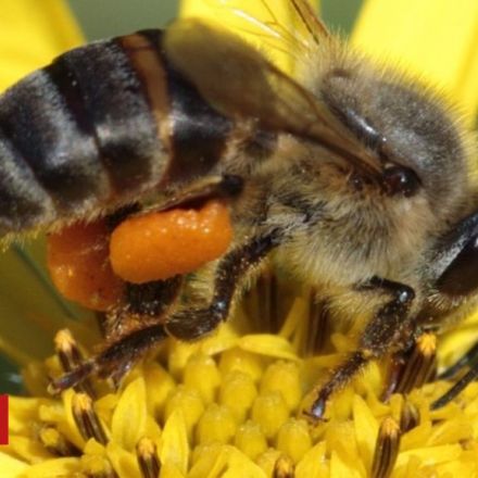 One Million South African Bees 'Poisoned'