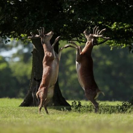 Deer are seen around the grounds of Raby Castle, Britain.