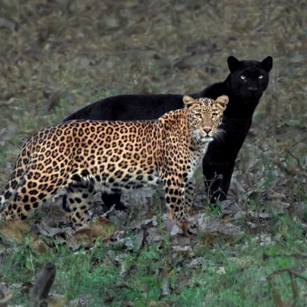 Photograph of a Leopard With a Black Panther Shadow Is a Once-in-a-Lifetime Shot