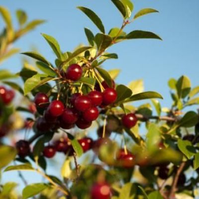 The Secret Cherry taking over Canada