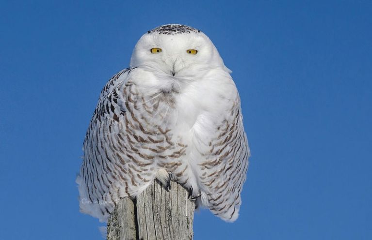 credit: Christina Anne M