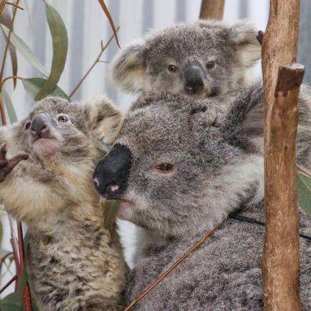 From Disease to Bushfires, Australia's iconic Koalas Face Bleak Future