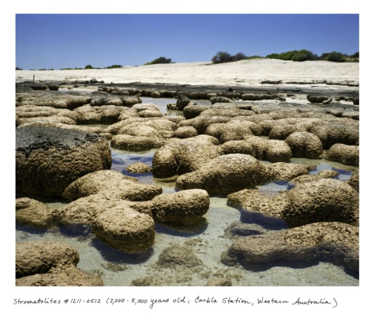 Stromatolites - Carbla Station, Western Australia <br />
2,000-3,000 years old
