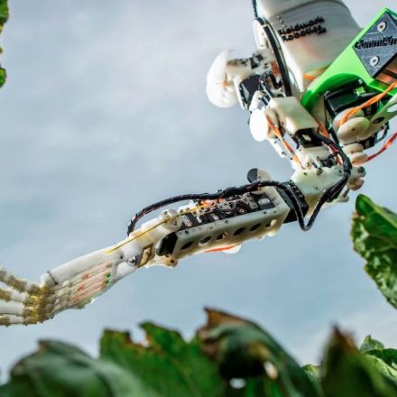 This cauliflower-picking robot aims to make up for a shortage of human labor in the UK