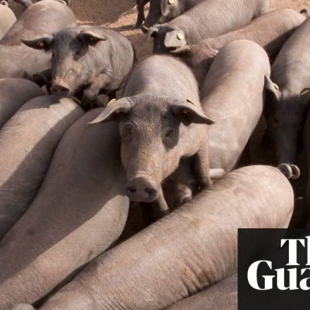 Fears for environment in Spain as pigs outnumber people