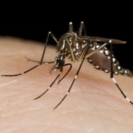 Google’s life sciences unit is releasing 20 million bacteria-infected mosquitoes in Fresno