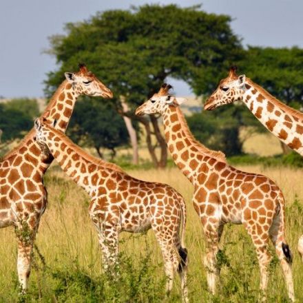 Giraffe Parts Sales Are Booming in the U.S., and It’s Legal